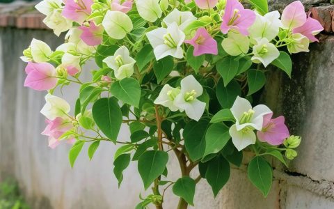 绿樱三角梅开花怎么变红？掌握光照与施肥技巧促花转色