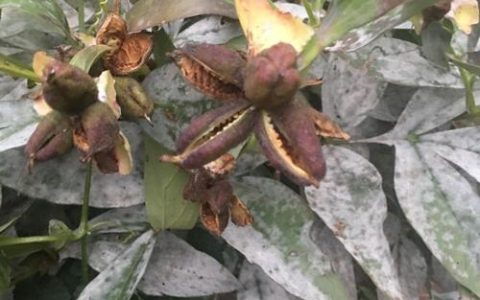 芍药种子多少钱一斤？规格、产地、季节影响报价