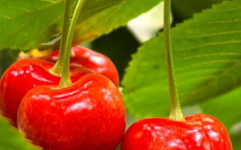 樱桃什么时候成熟？2026年最新成熟时间表与促花促果指南
