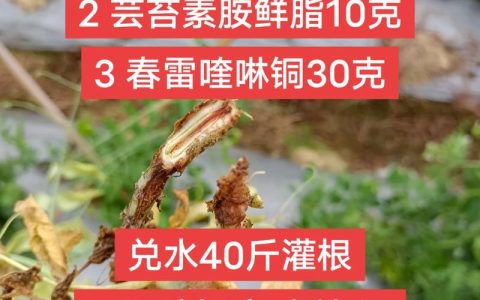 植物根腐病死苗急救指南：原因、排查与特效防治方案