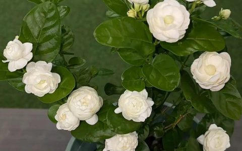 茉莉花开花期间施肥指南：磷钾肥薄施促花技巧