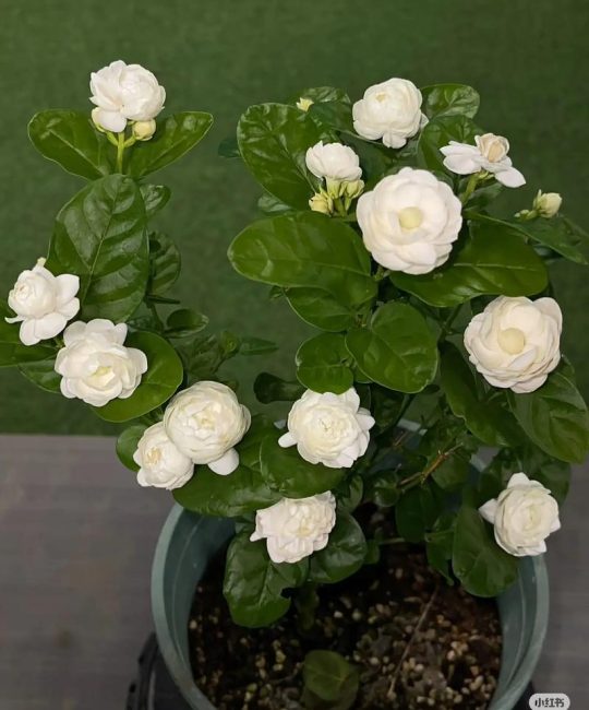 茉莉花开花期间施肥指南：磷钾肥薄施促花技巧