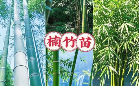 楠竹和毛竹的区别：一文看懂两者区别及选购指南