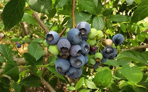 蓝莓：蓝莓的季节是什么时候？蓝莓百科详解