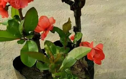 玫瑰海棠花怎么养？家庭盆栽四季开花养护全攻略