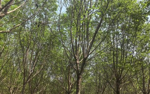杜仲树苗价格多少钱一棵？规格、产地与采购量影响报价