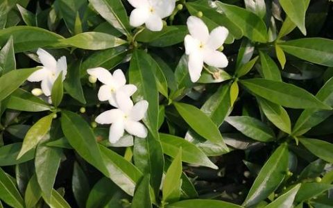 欧洲丁香花和丁香花的区别对比及养护指南
