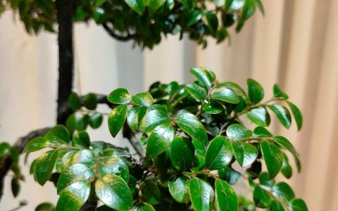 小叶紫檀的植物学特征与识别指南
