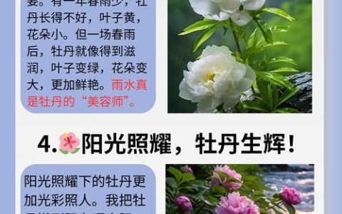 洛阳牡丹花什么时候开？花期与养护全攻略