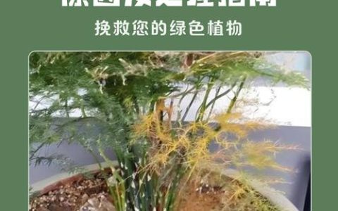 文竹黄叶的原因和解决办法：家庭盆栽养护全攻略
