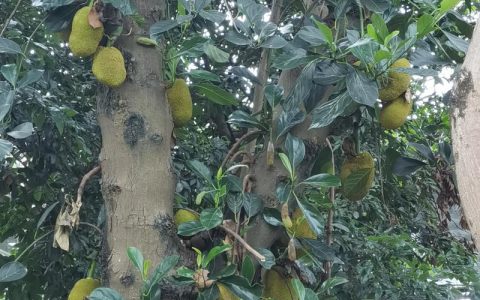 菠萝蜜北方可以种植吗？家庭盆栽与温室种植全指南