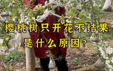 樱桃树开花不结果的原因及解决办法