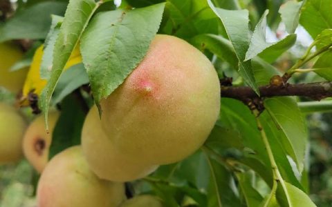 桃子一般在哪个季节成熟？不同品种成熟时间全解析