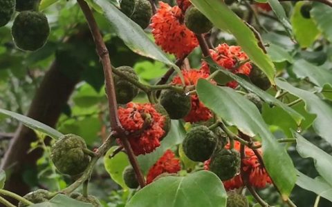 构树俗名叫什么树？揭秘这种常见植物的真实身份