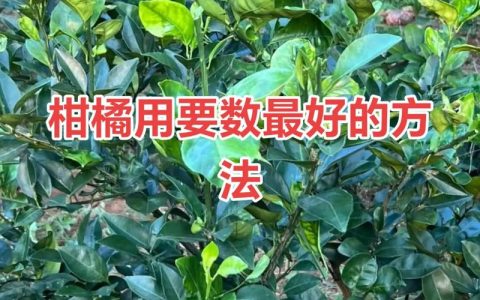 氯吡脲在柑橘使用方法及安全注意事项