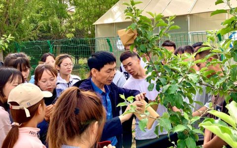 果树套袋技术操作方法：提升果实品质的六大核心步骤