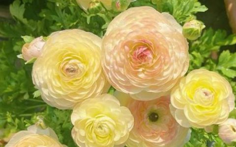 花毛茛一年开几次花？花期详解与促花养护指南