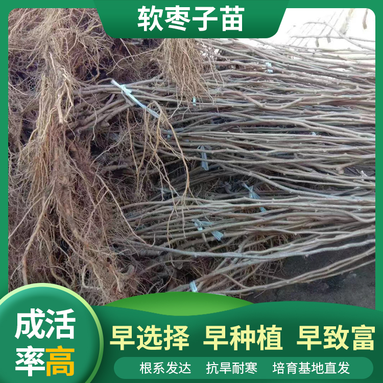 双丰苗木 魁绿软枣子苗基地 圆枣子苗 嫁接苗 扦插苗 1年 2年 3年 双丰苗木 魁绿软枣子苗基地 圆枣子苗 嫁接苗 扦插苗 1年 2年 3年