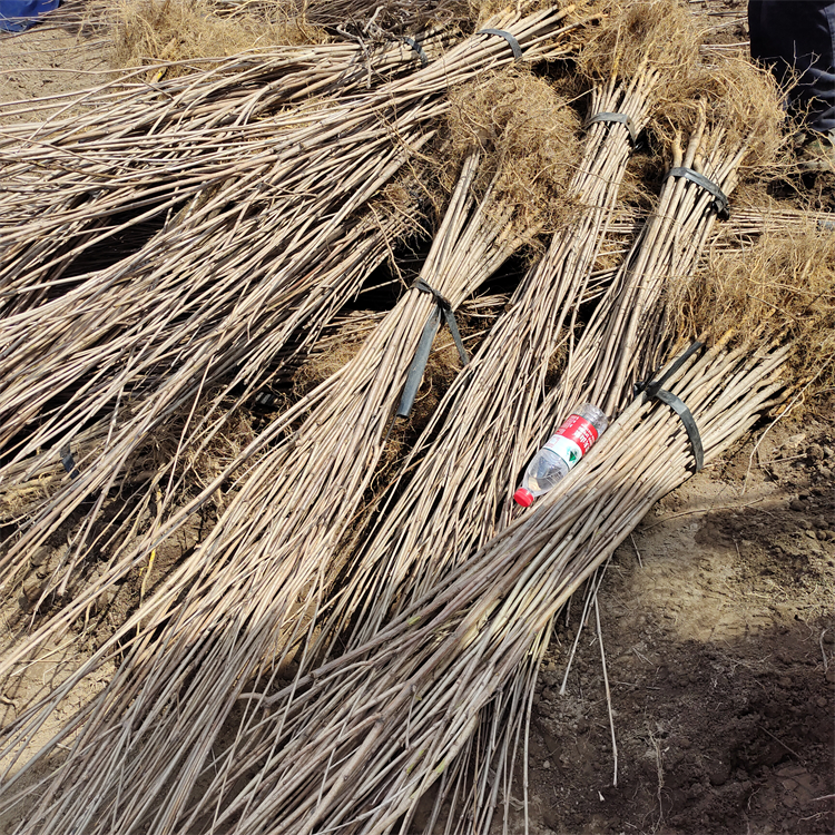 黄柏苗 造林绿化苗木 全国可种植 生长快基地直发 黄柏苗 造林绿化苗木 全国可种植 生长快基地直发
