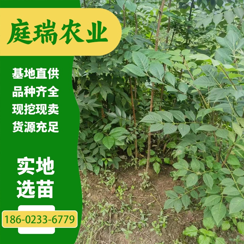 黄柏树苗培育基地 黄柏苗绿化苗 易成活 庭瑞农业