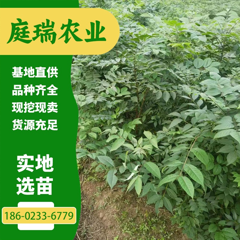 黄柏树苗培育基地 黄柏苗绿化苗 易成活 庭瑞农业