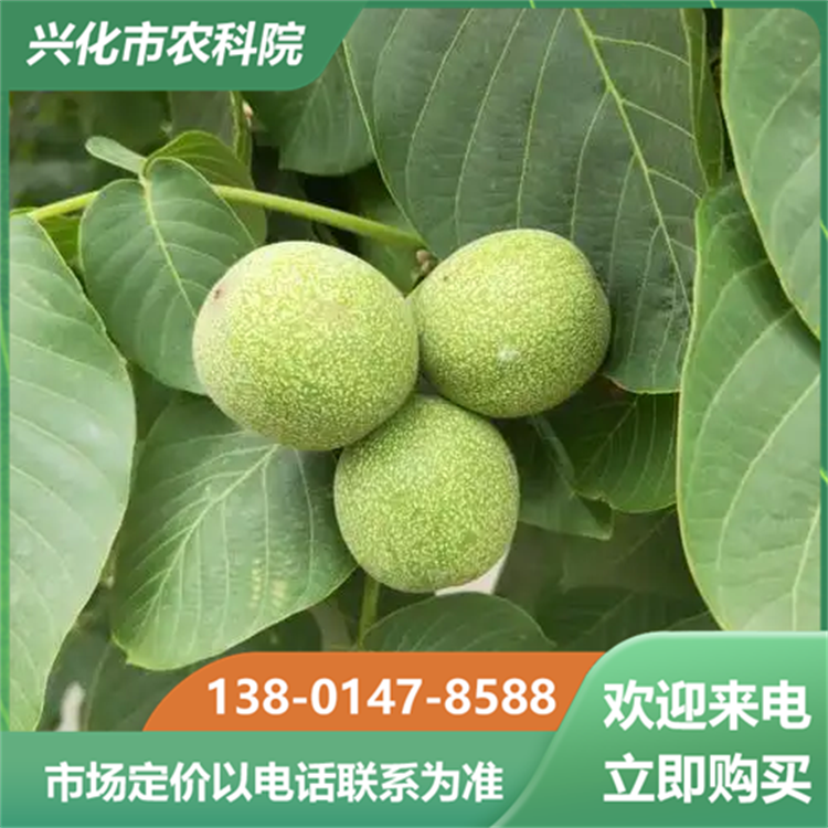 特色农业科技研究院 适合盆栽观赏 薄壳山核桃苗 个大饱满 2 特色农业科技研究院 适合盆栽观赏 薄壳山核桃苗 个大饱满