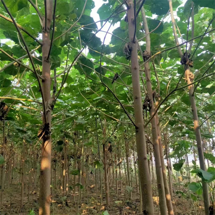 生源种植绿化泡桐苗 耐盐碱卵圆形30cm高可定制 生源种植绿化泡桐苗 耐盐碱卵圆形30cm高可定制