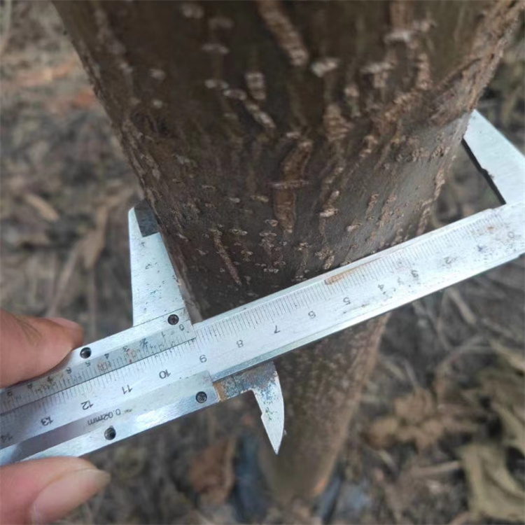 生源种植绿化泡桐苗 耐盐碱卵圆形30cm高可定制 2 生源种植绿化泡桐苗 耐盐碱卵圆形30cm高可定制