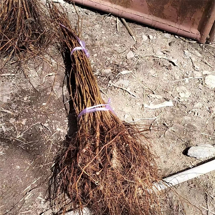 大榛子苗 山地种植野生 抗寒耐旱根系发达 易成活 2 大榛子苗 山地种植野生 抗寒耐旱根系发达 易成活