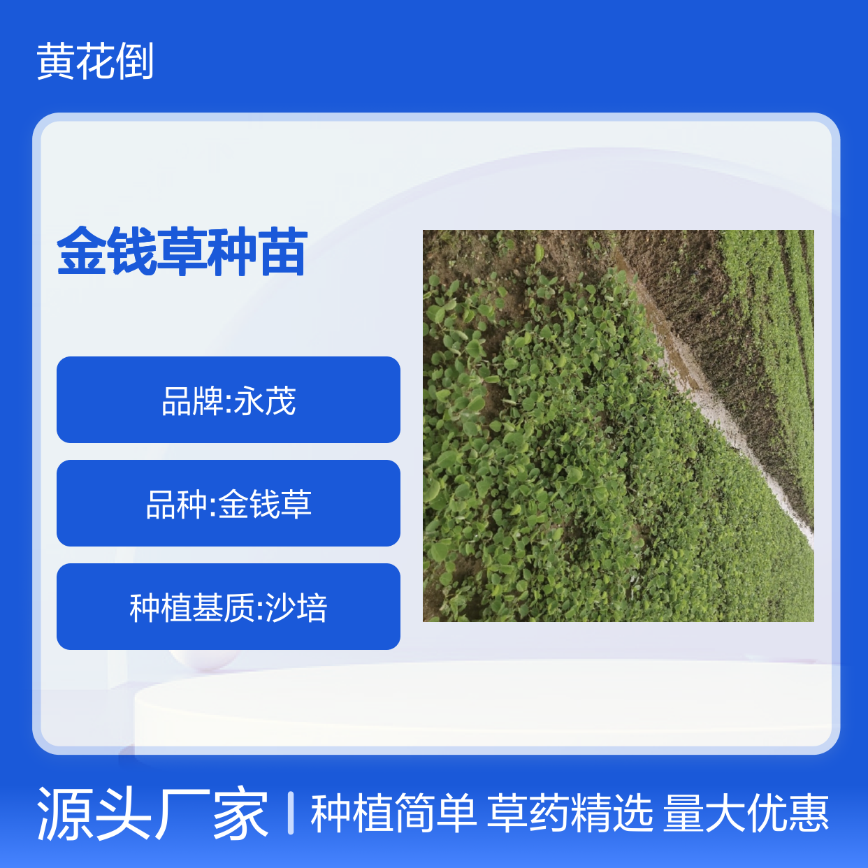 金钱草种苗 基地直供 草药植物 净化空气 适应性强 金钱草种苗 基地直供 草药植物 净化空气 适应性强