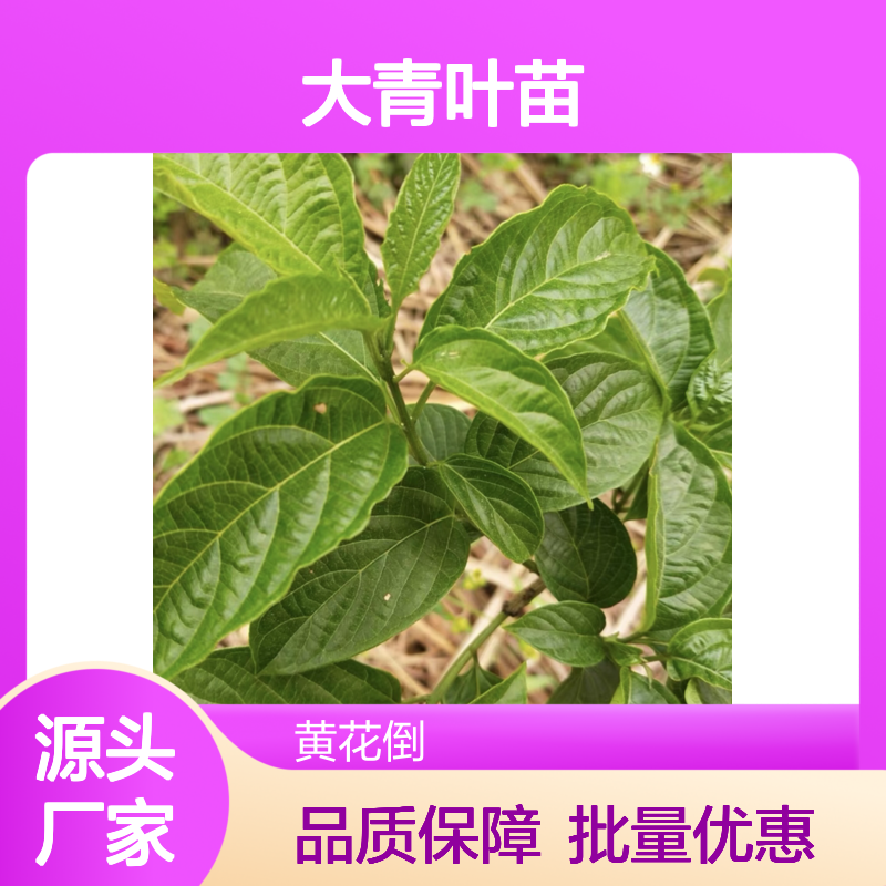 大青叶苗批发 灌木植物大青 园林优选 易于栽培