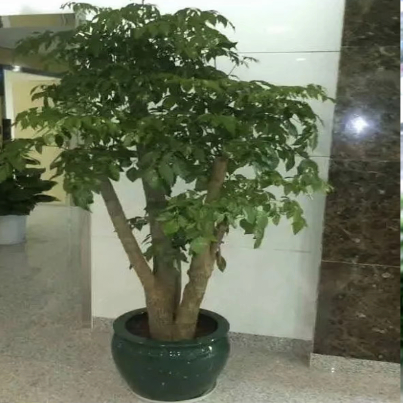 千绘园林 植物租赁公司 - 绿植租赁养护 款式新颖 款式多样 千绘园林 植物租赁公司 - 绿植租赁养护 款式新颖 款式多样