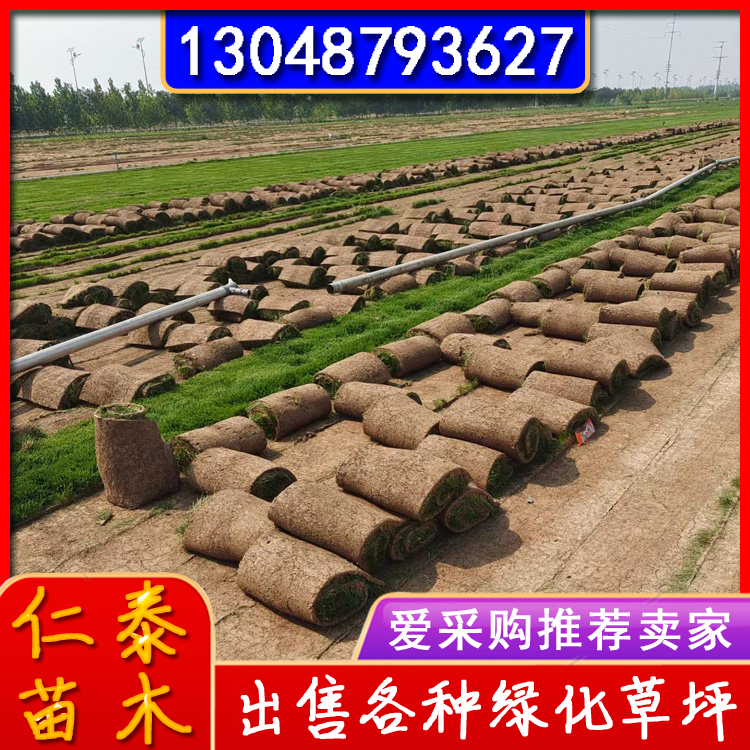 本地护坡高羊茅草坪 车站绿化草皮 加厚 耐寒 批发