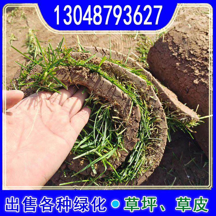 早熟禾草坪种植球场用剪股颖草皮四季常青好管理