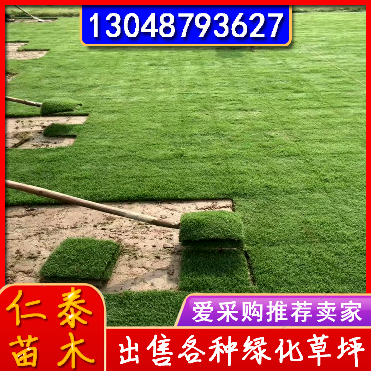 果岭草草坪 河堤护坡绿化草皮 带土 工程级 多年种植经验 果岭草草坪 河堤护坡绿化草皮 带土 工程级 多年种植经验