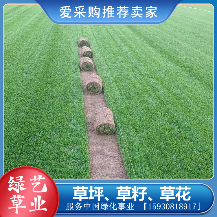 本地货剪股颖草坪 小区绿化带泥草皮 底土加厚耐长途（绿艺）