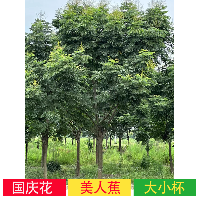四 川成 都基地供应12-25公分栾树 全冠 骨架 移栽栾树树苗 四 川成 都基地供应12-25公分栾树 全冠 骨架 移栽栾树树苗