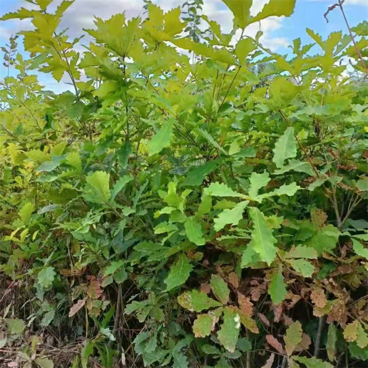 蒙古栎苗 冠幅饱满柞树苗湿地绿化用大苗新选择 选三和苗木