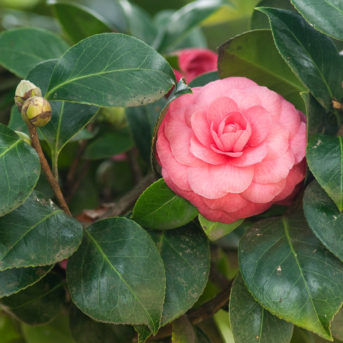茶花 盆栽地栽 花坛花镜花海观赏性配植 庭院小区园林绿化工程苗木 茶花 盆栽地栽 花坛花镜花海观赏性配植 庭院小区园林绿化工程苗木