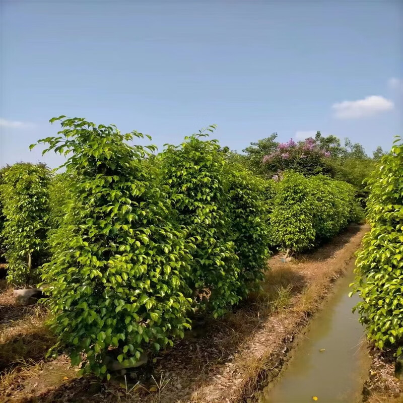 垂叶榕 室内外观叶植物四季常青 工程绿化行道种植 树形优美 垂叶榕 室内外观叶植物四季常青 工程绿化行道种植 树形优美
