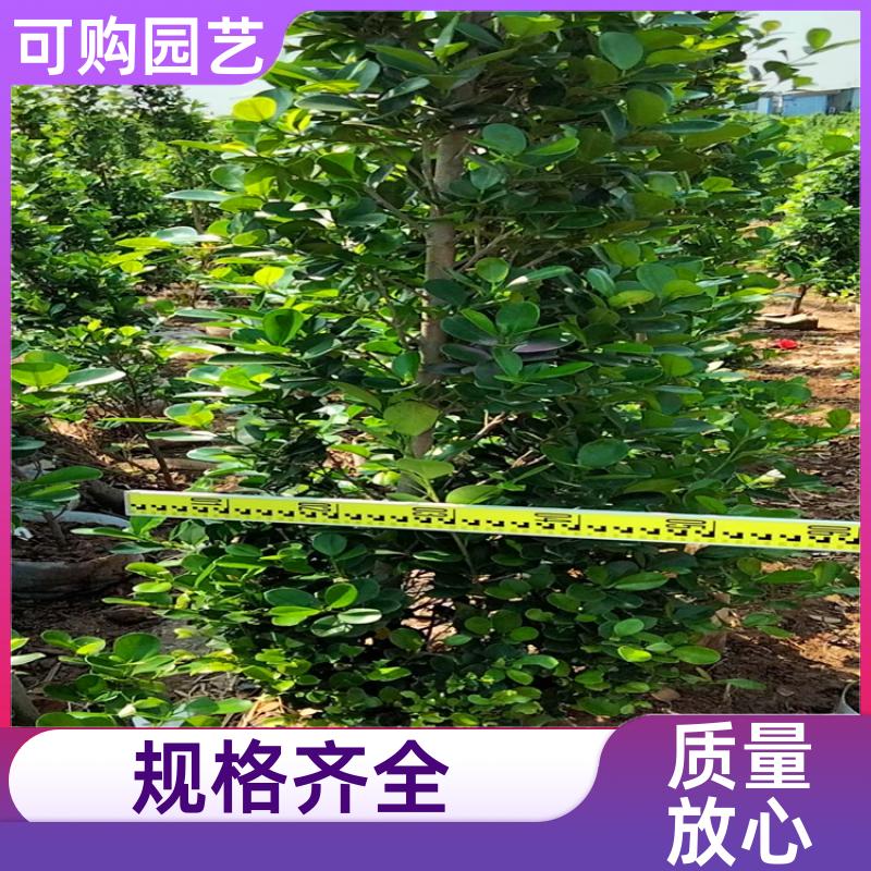 可购批发别墅绿化抗污染 精品塔型火山榕 多种规格 园林行道观赏植物 可购批发别墅绿化抗污染 精品塔型火山榕 多种规格 园林行道观赏植物