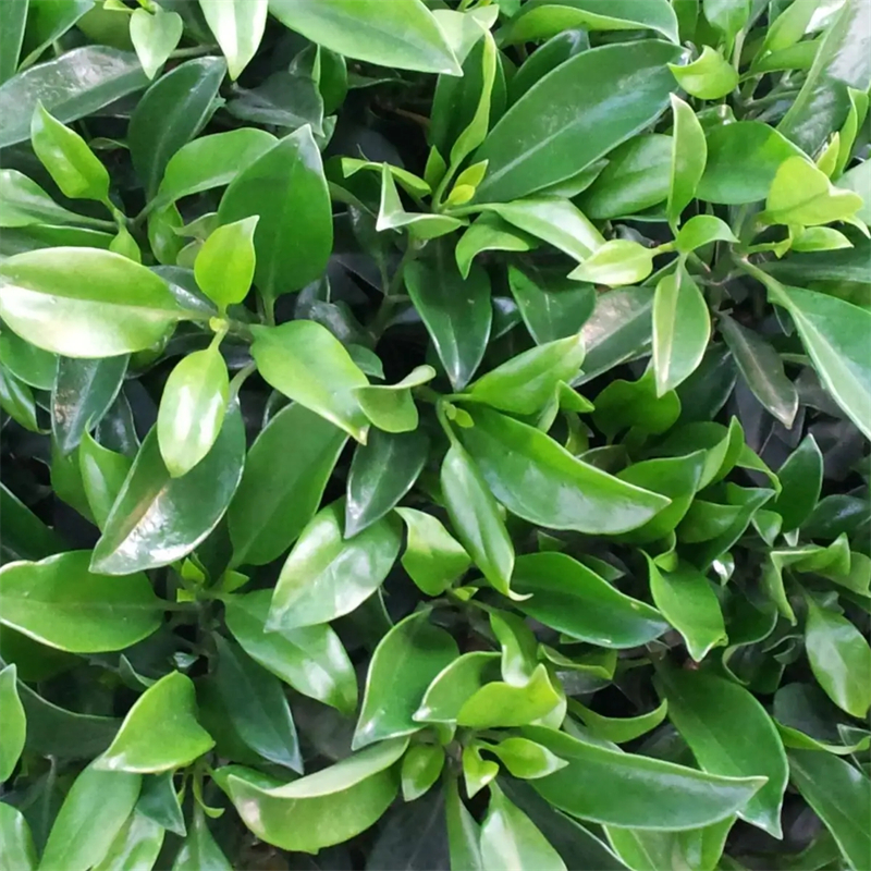 非洲茉莉别名灰莉 景区园林观赏种植小区庭院公园绿化苗