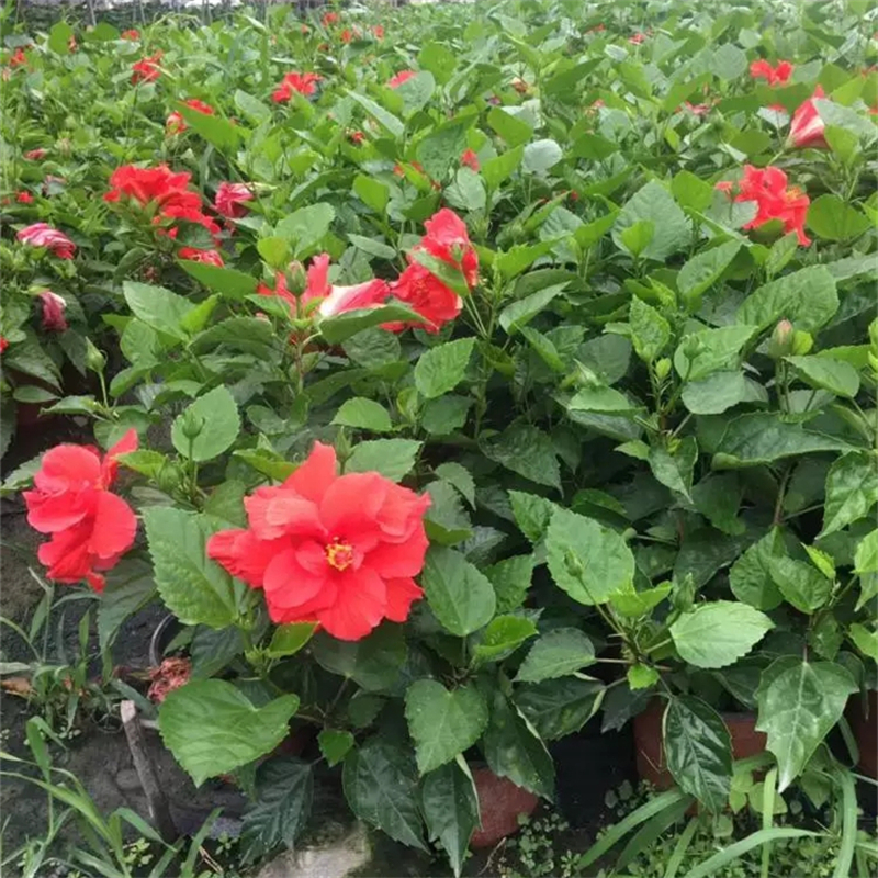 大红花别名朱槿 扶桑 赤槿花镜花坛观赏栽植 小区园林景观种植 大红花别名朱槿 扶桑 赤槿花镜花坛观赏栽植 小区园林景观种植