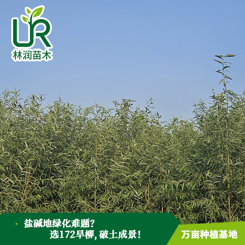 当天发货2年树龄美国竹柳 30cm土球露地栽培 观叶乔木绿意盎然 当天发货2年树龄美国竹柳 30cm土球露地栽培 观叶乔木绿意盎然