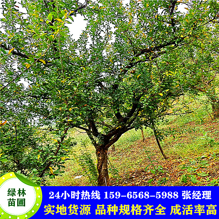 丛生多分枝石榴树基地直发 园林街道8 10 12 15cm石榴 树观花观果植物 丛生多分枝石榴树基地直发 园林街道8 10 12 15cm石榴 树观花观果植物