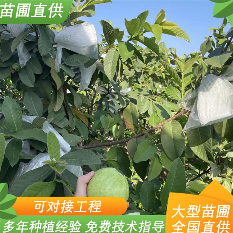 泰国番石榴苗 庭院园林种植果树 长期培育 基地直发 泰国番石榴苗 庭院园林种植果树 长期培育 基地直发