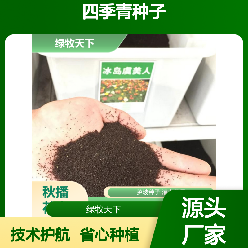 秋播草花混播四季青种子 精选抗逆品种 智能种管省心 秋播草花混播四季青种子 精选抗逆品种 智能种管省心