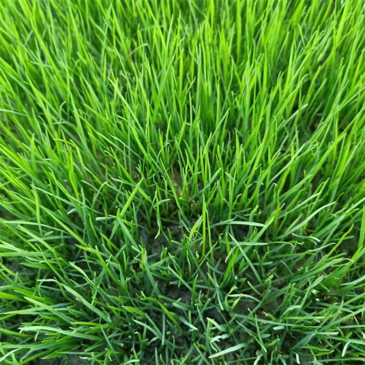 绿牧天下一级混播草籽 耐旱狗牙根白三叶 绿化观赏草种 绿牧天下一级混播草籽 耐旱狗牙根白三叶 绿化观赏草种
