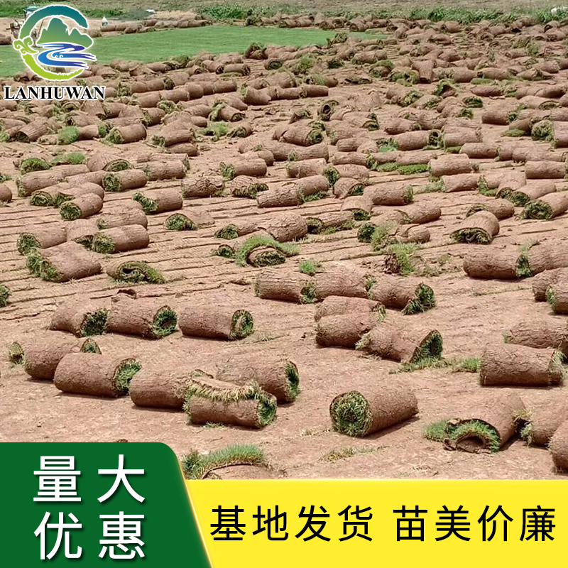 大量供应早熟禾草坪草 耐践踏耐旱冷季型机场跑道草坪 边坡绿化草种 大量供应早熟禾草坪草 耐践踏耐旱冷季型机场跑道草坪 边坡绿化草种