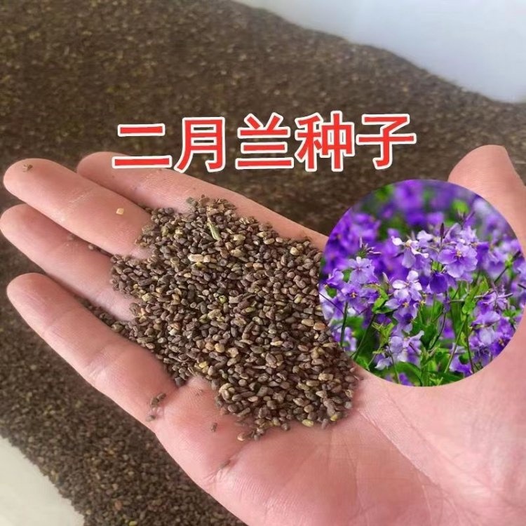 二月兰种子 多年生耐寒宿根花籽春秋季播花卉绿肥诸葛菜种籽 二月兰种子 多年生耐寒宿根花籽春秋季播花卉绿肥诸葛菜种籽